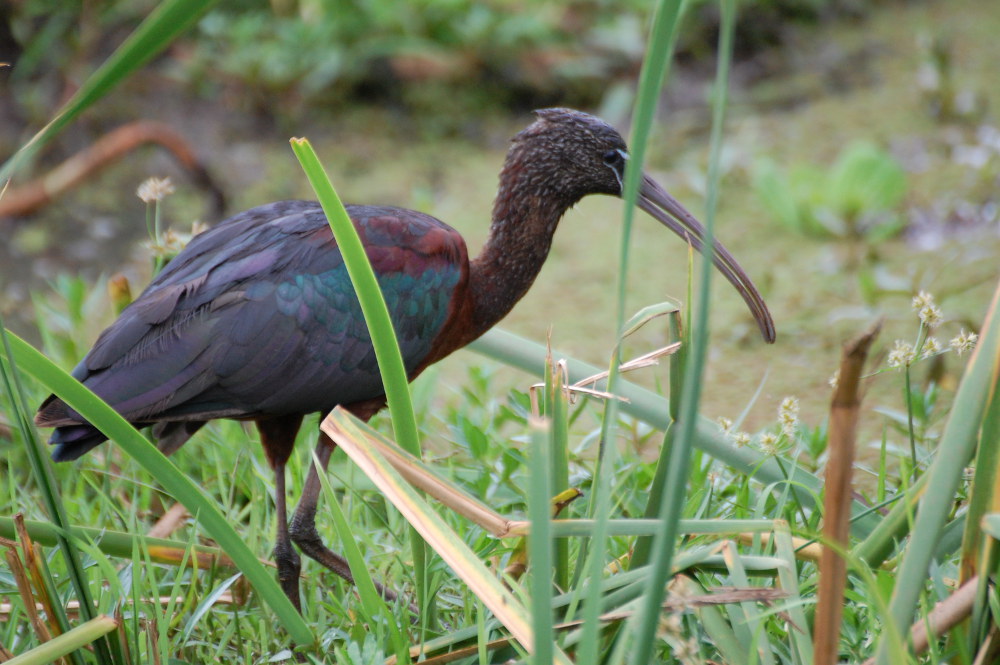 Tanzania - Mignattaio (Plegadis falcinellus)